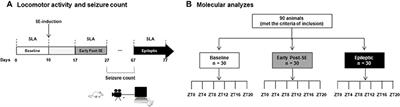 Rhythms of Core Clock Genes and Spontaneous Locomotor Activity in Post-Status Epilepticus Model of Mesial Temporal Lobe Epilepsy